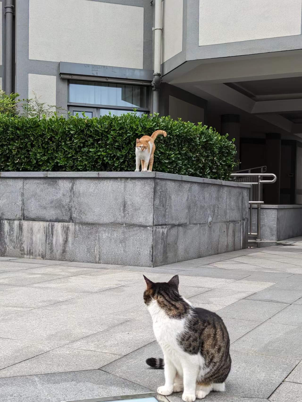 Why Should Stray Cats Disappear From the Streets?